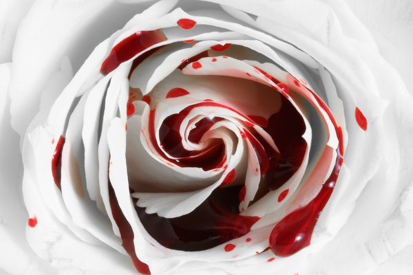 Blood Rose Macro