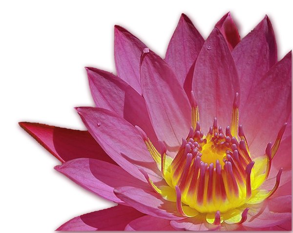 lotus flower: no description