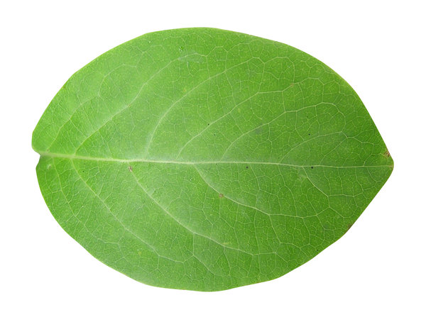 Green leaf: A leaf it is.