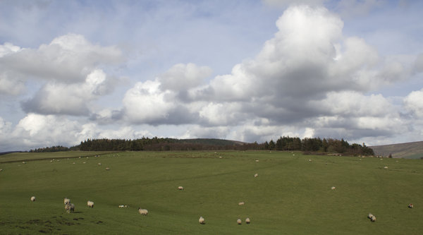 English sheep farm
