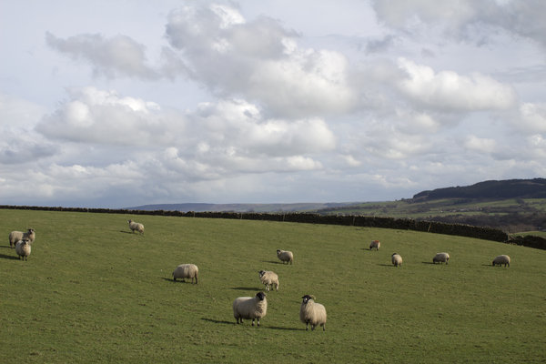 English sheep farm