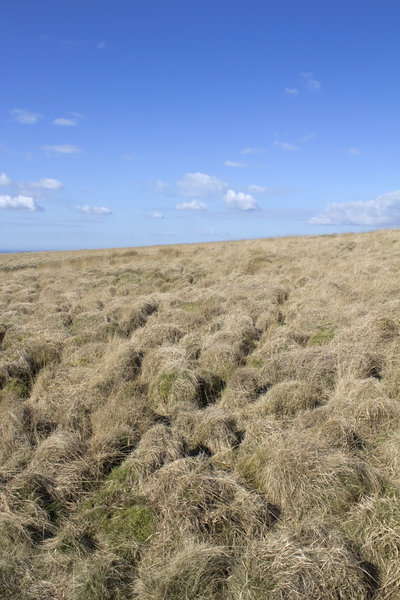 Grass tussocks landscape