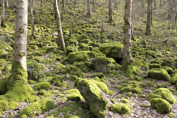 Mossy boulder woodland