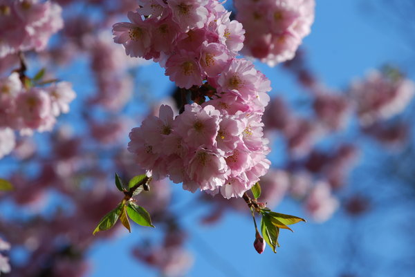 cherry blossoms: cherry blossoms