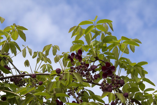 Akebia - climbing shrub