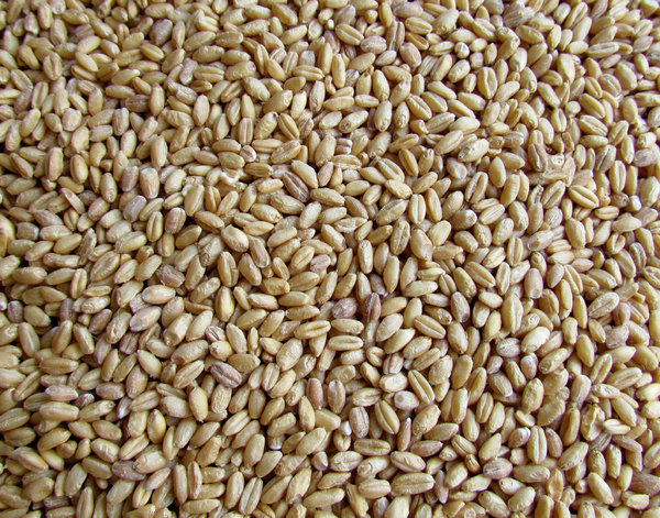 wheat grains1