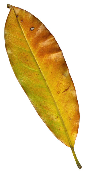 Magnolia Leaf 2