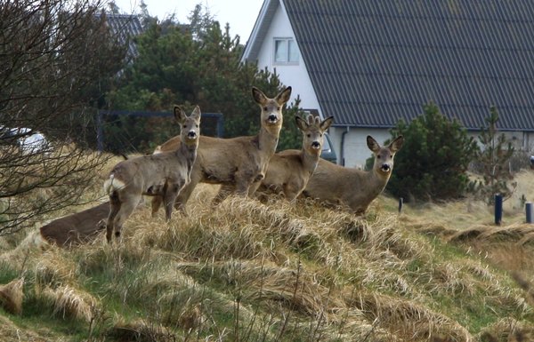 Four Deers