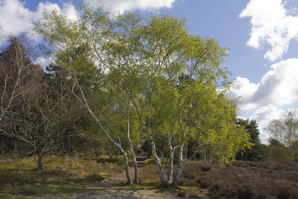 Fresh birch leaves