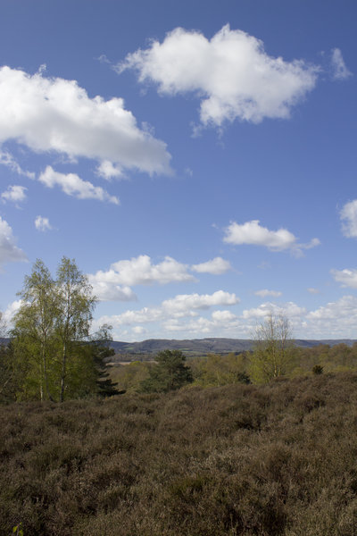 Heathland landscape