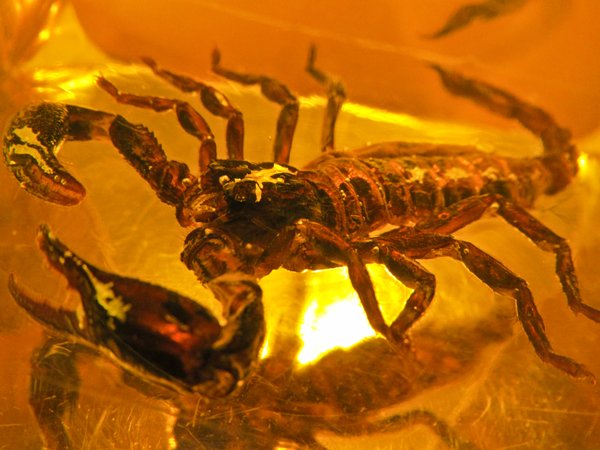 scorpion in bastard amber