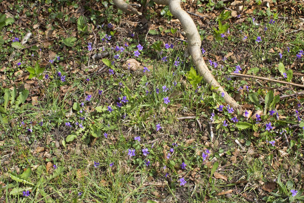 Wild violets in spring