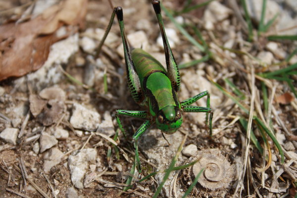 grasshopper on rocks