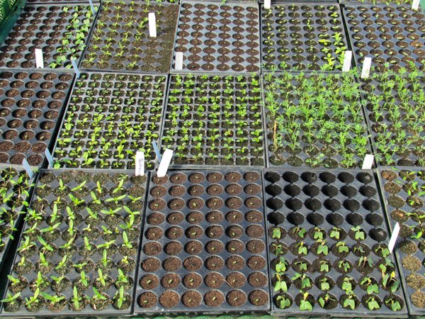organic seedlings: organic seedlings