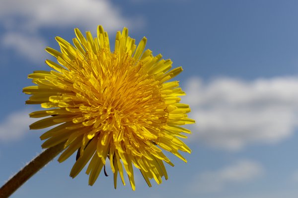 Dandelion, clouds and sky