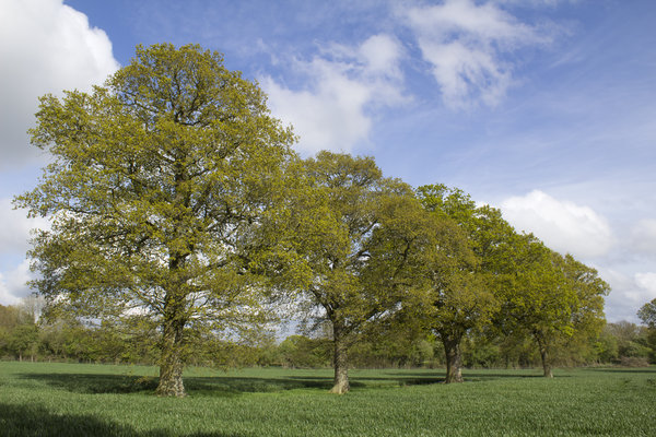 Oak trees in spring