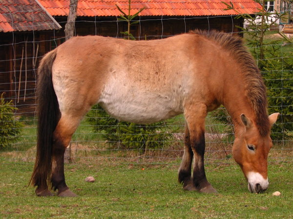A horse on the grass