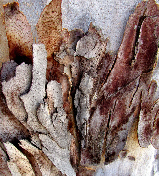 peeling bark textures12