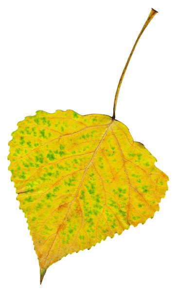 Leaf: An isolated fall leaf.