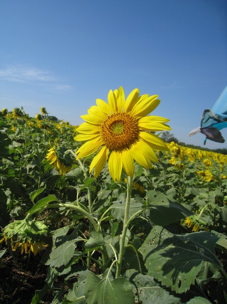 Sunflowers in Saraburi 4