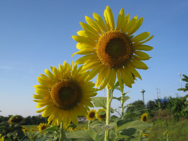 Sunflowers in Thailand 3: Sunflowers taken in Saraburi (Thailand)