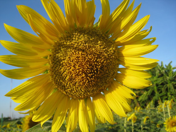 Sunflowers in Thailand 5