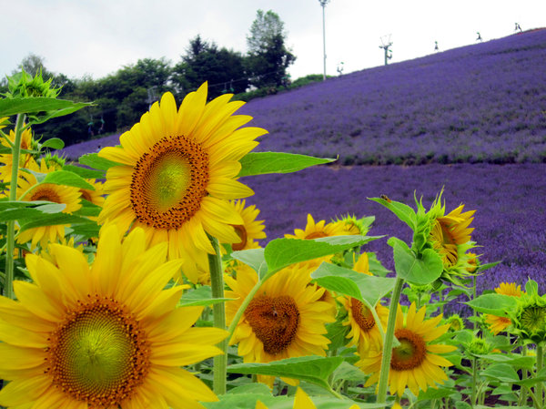 Lavender 2: Lavender fields in Nakafurano, Hokkaido
