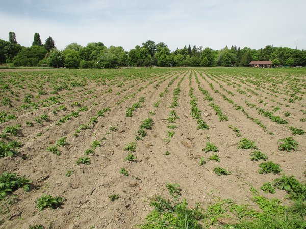 young organic potato field