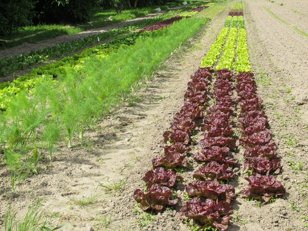 organic salad field