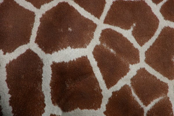Texture: Giraf
