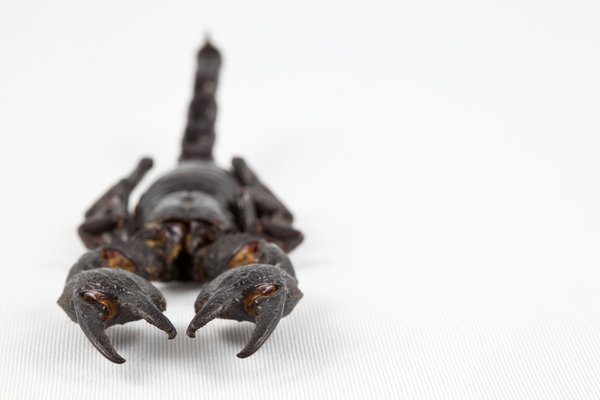 Black Scorpion Close-up