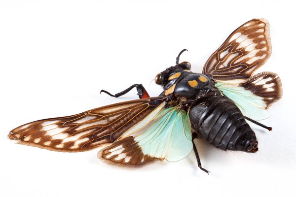 Cicadidae Sp Cicada