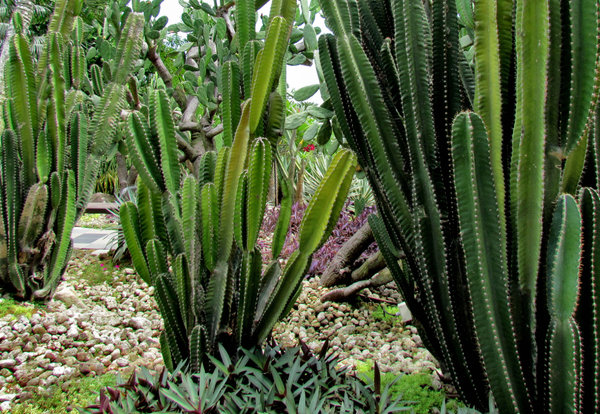 cactus garden1