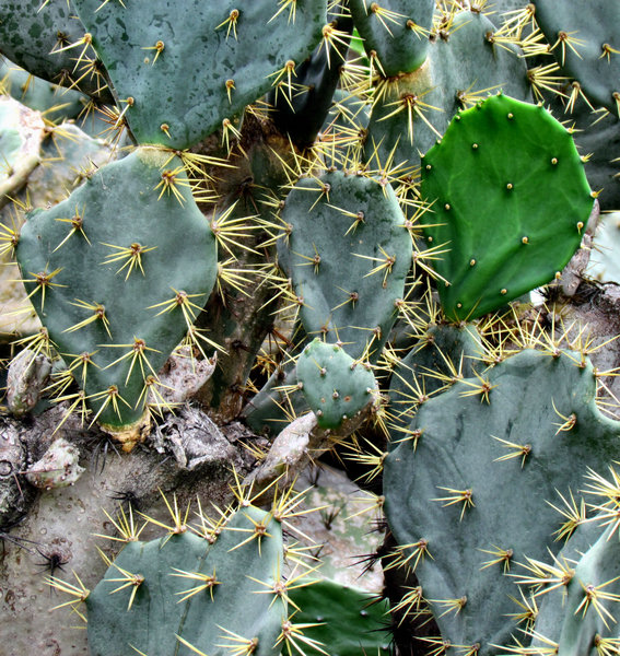 cactus garden18