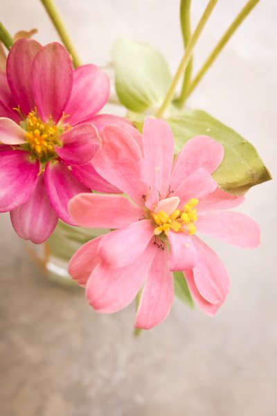 Pretty Flowers 3: Snapshot of pretty flowers