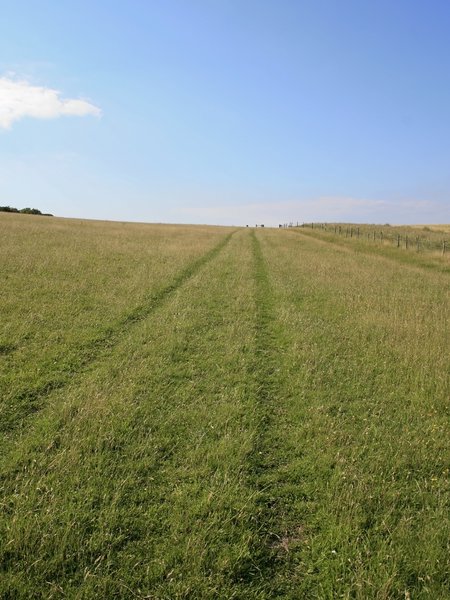 Tracks on grass