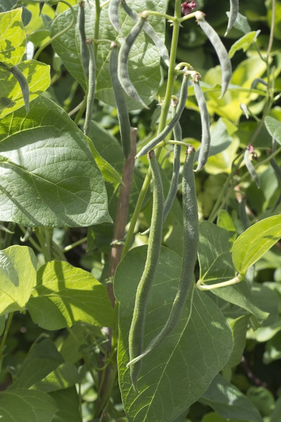 Beans developing