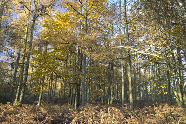 Autumn larch forest