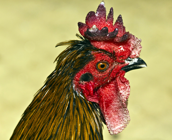 Arabic Rooster