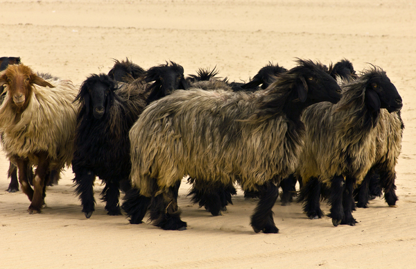 Desert Sheep