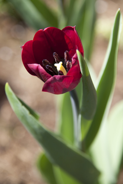 Red Tulip: A closeup of a red tulip.