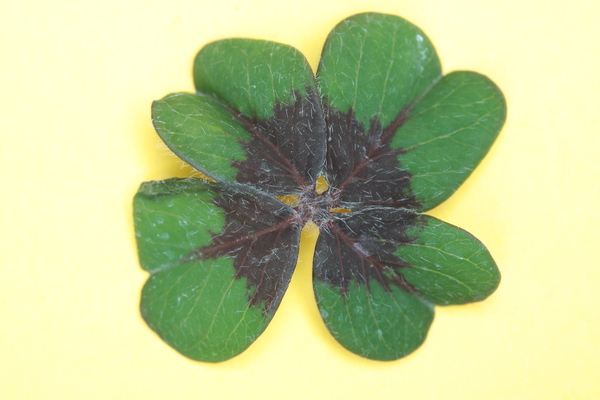 Four leaf clover: Four-leaf clover as a symbol for luck