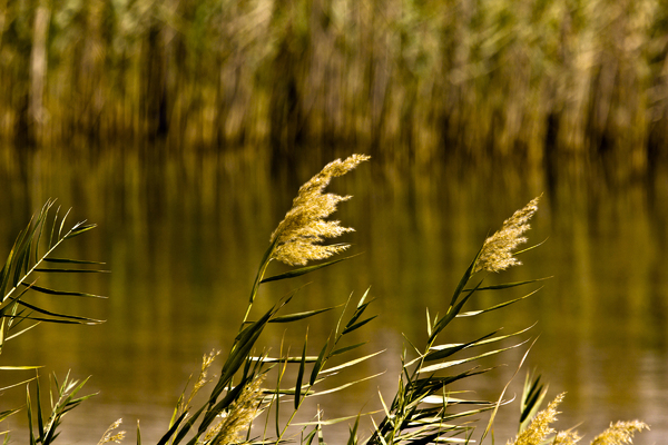 Pond Grass