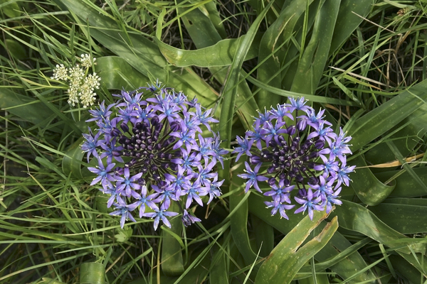 Wild Scilla flowers
