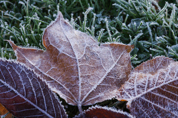 Frosty Leaves 1