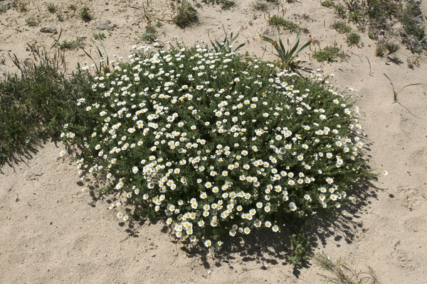 Sand dune flowers