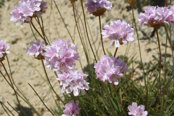 Sand dune flowers