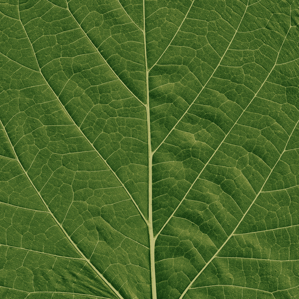 Leaf Texture 5