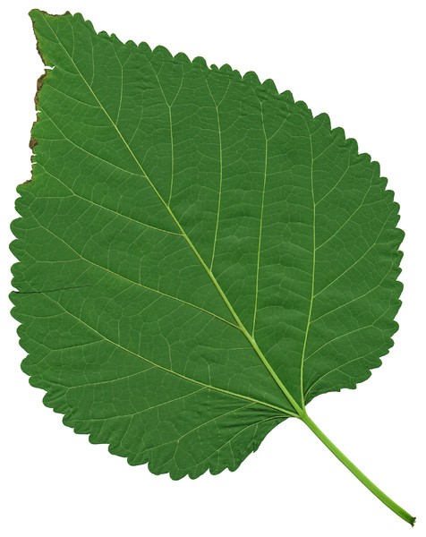 Green Leaf 1