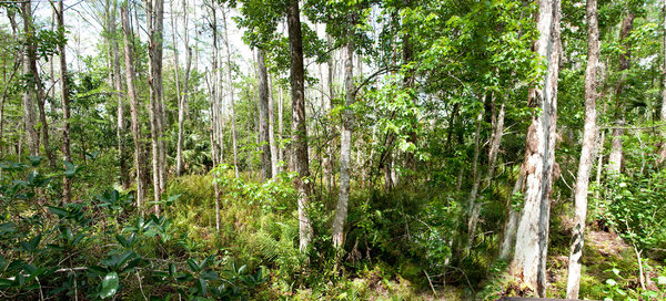 Everglade Woods